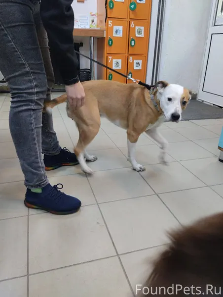 В добрые руки щенок Стаффорда,...