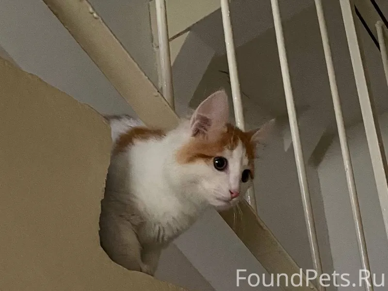Найден котенок, вроде девочка,...