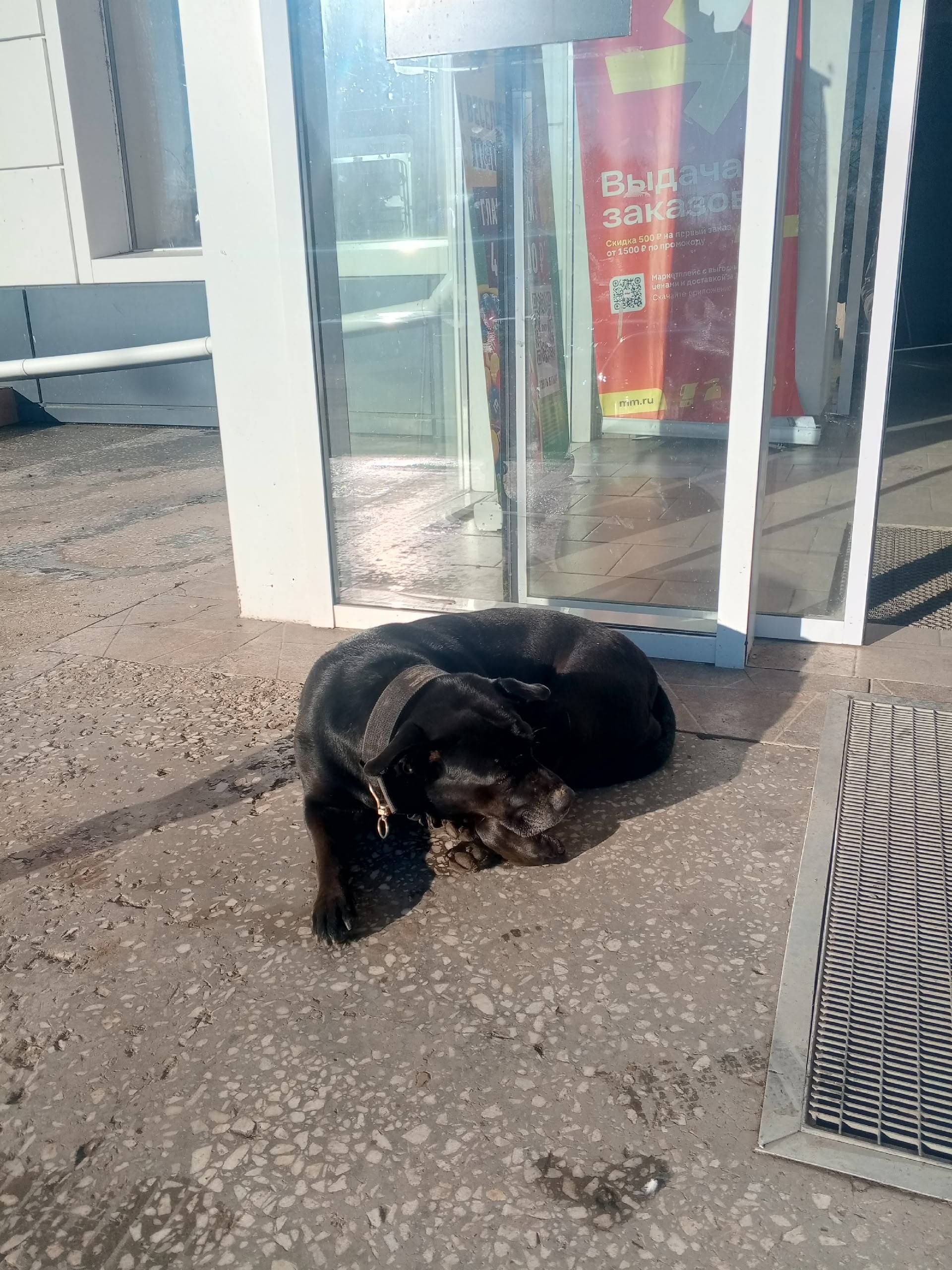 Чья собака? Видно что домашняя...