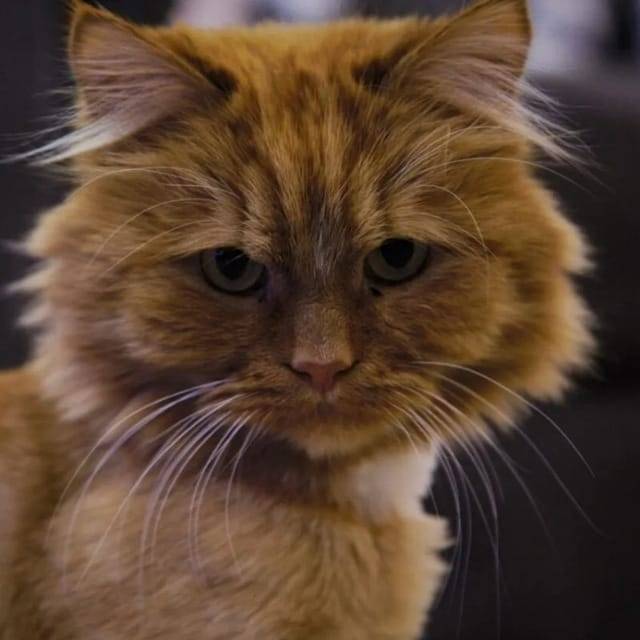 Пропал рыжий пушистый кот Марс...