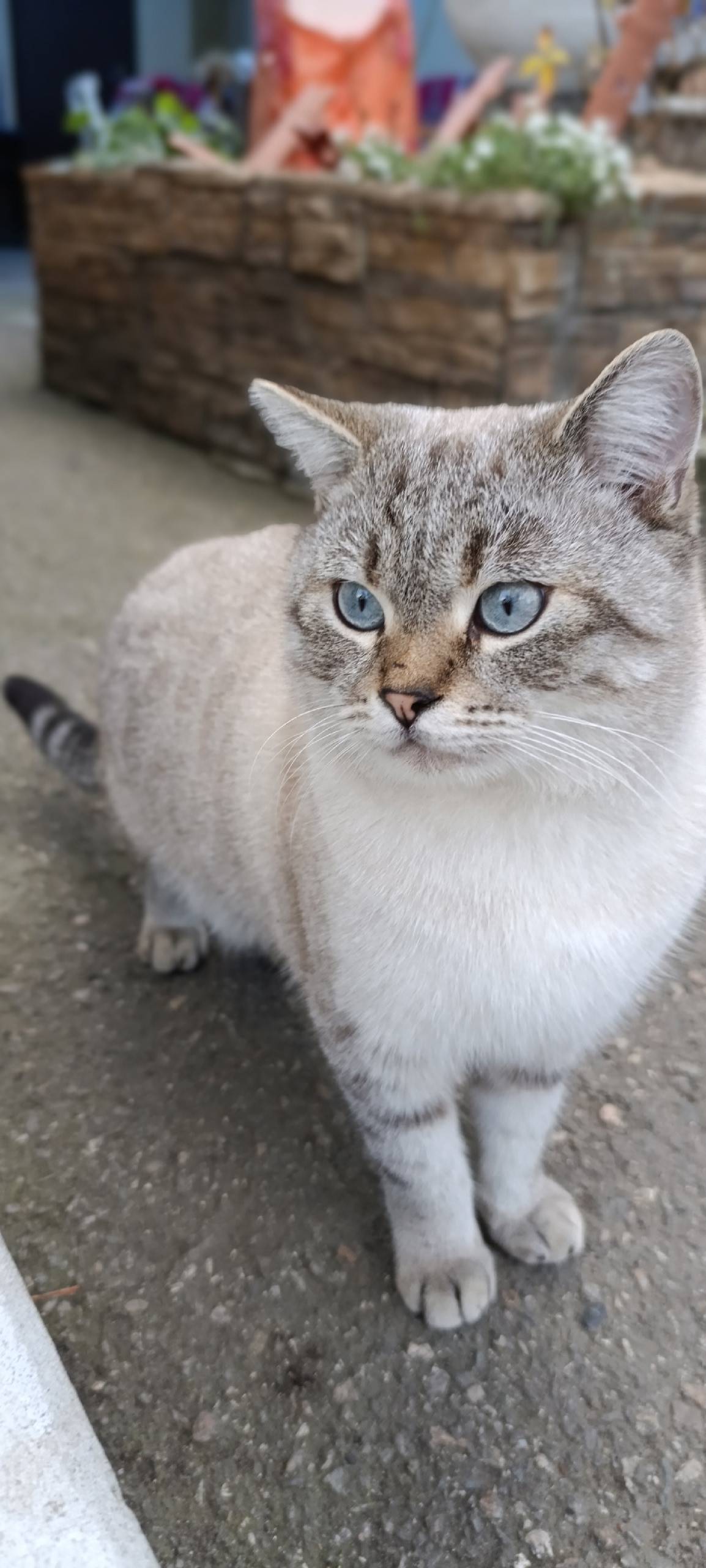 Пятигорск!🆘🆘🆘 Пропал наш любим...