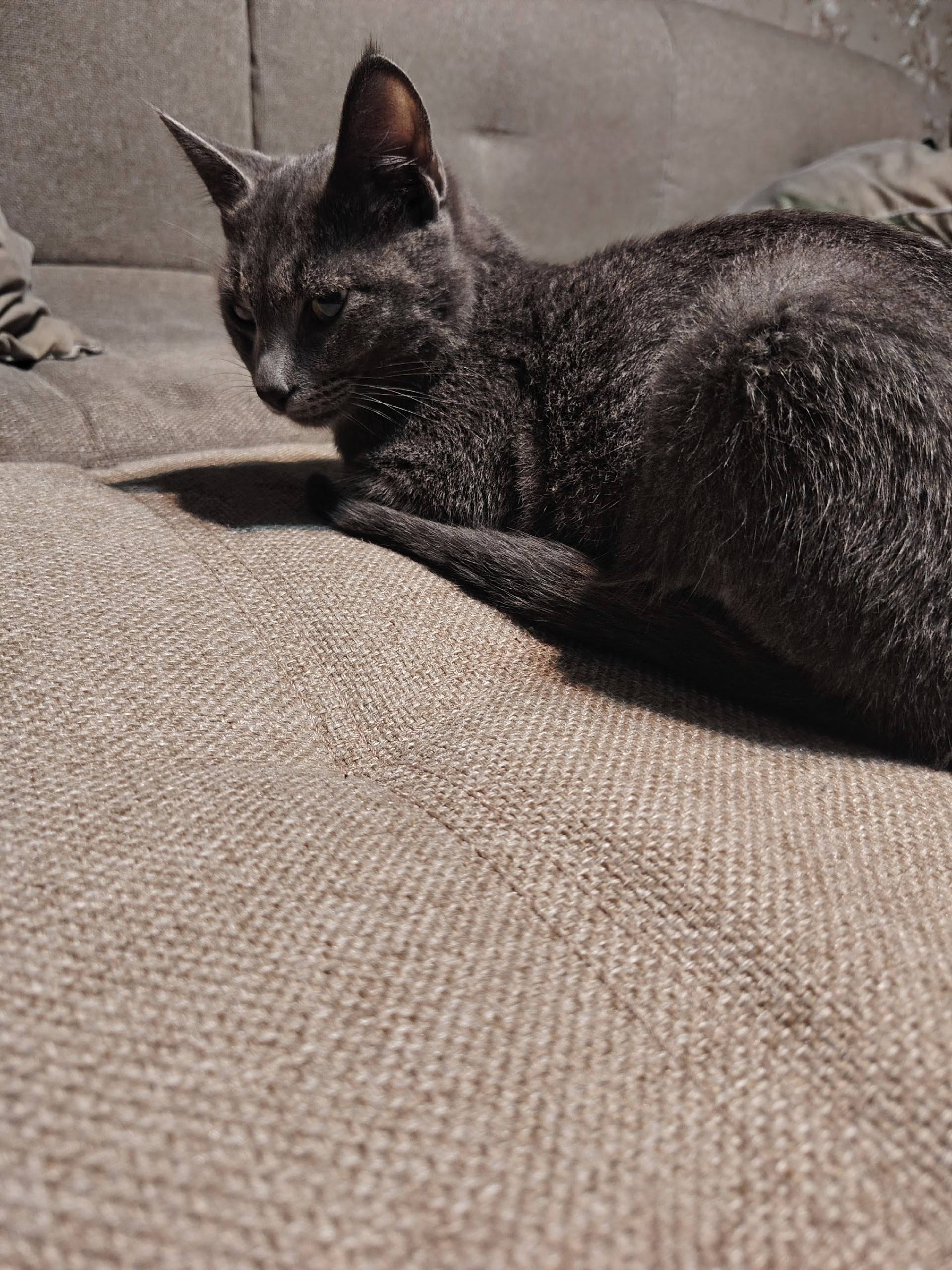 Новороссийск! Потеряшка, Кот! ...