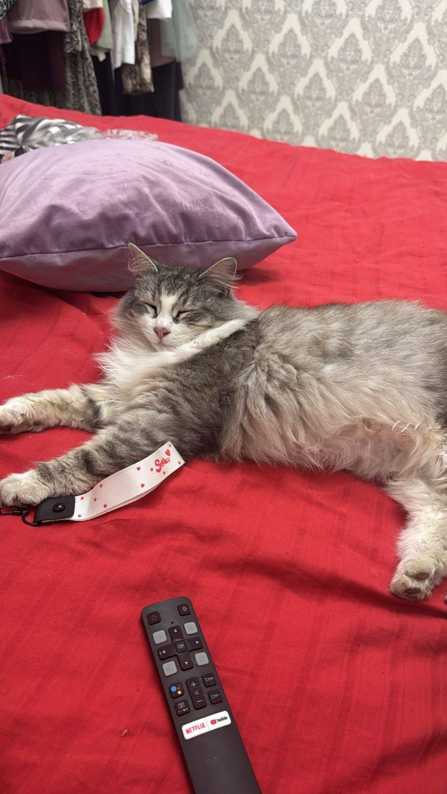 ‼️ПРОПАЛ КОТ‼️ Кличка Валёк, с...