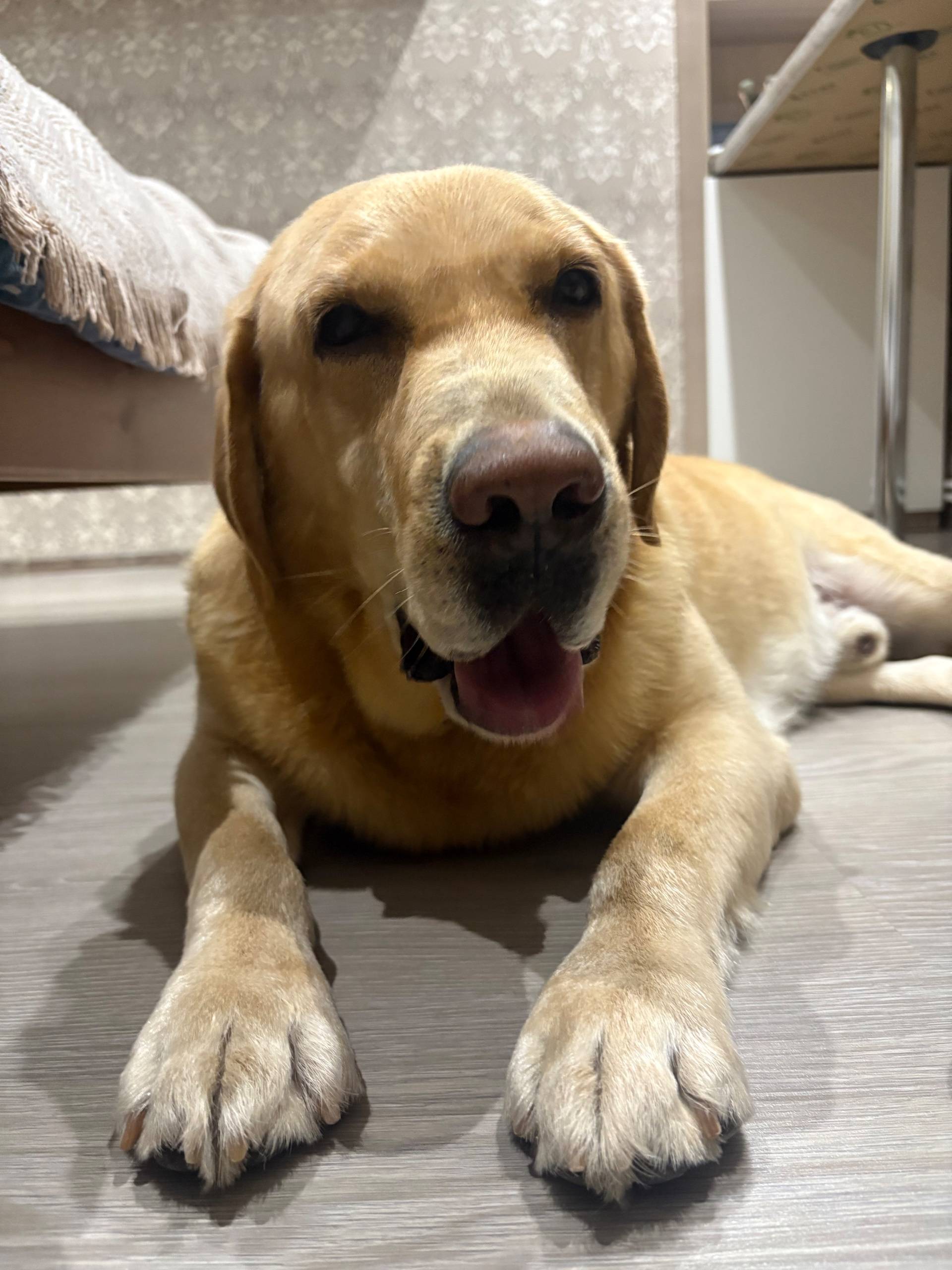 ❗️ИЩЕМ ХОЗЯИНА! НАЙДЕН ЛАБРАДО...