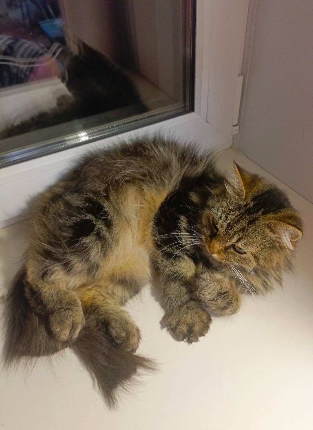 ВНИМАНИЕ!!! Пропала кошка. Отк...