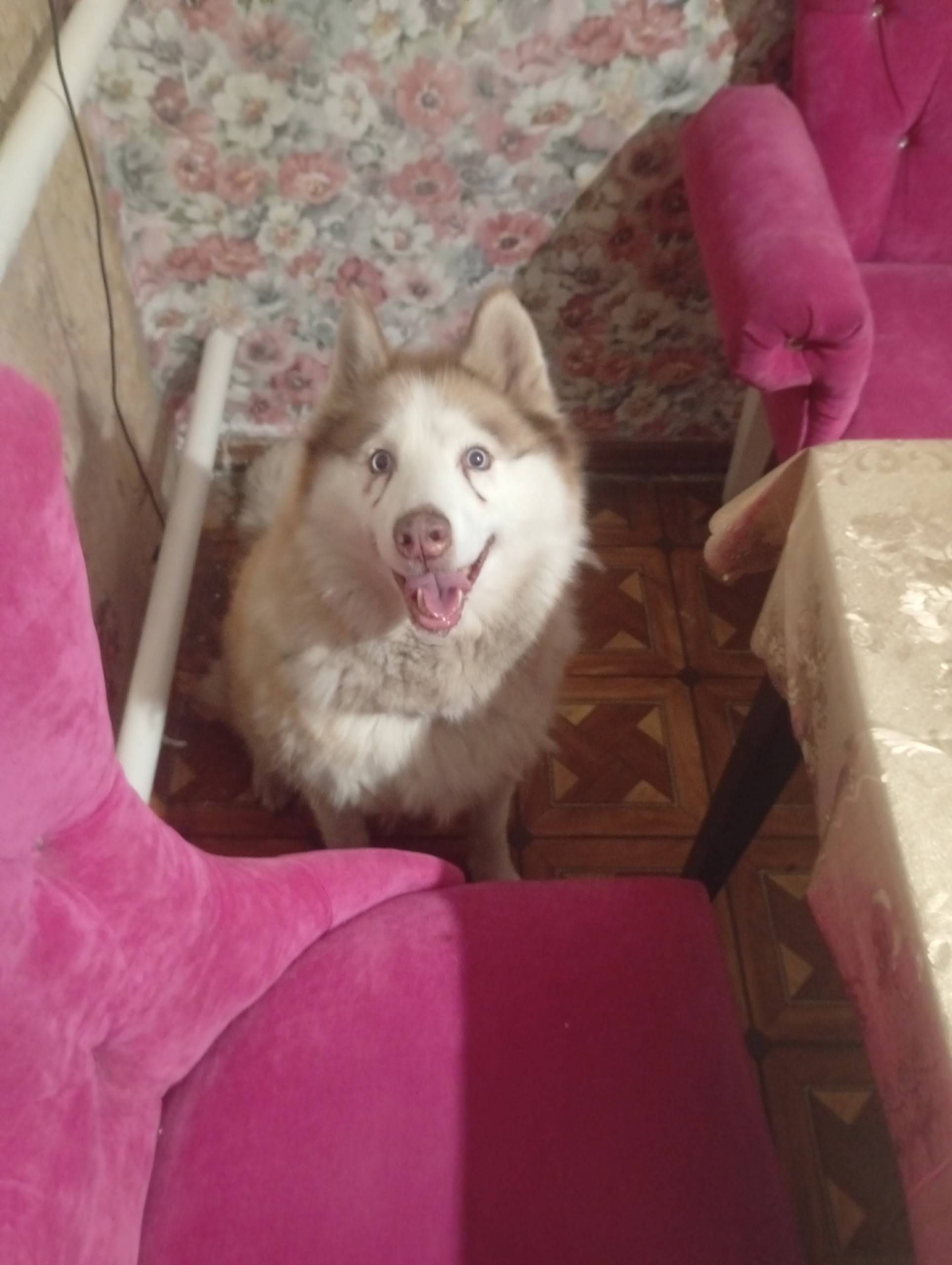 Пропала собака хаски в районе ...