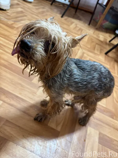 Найдена собака в районе москов...