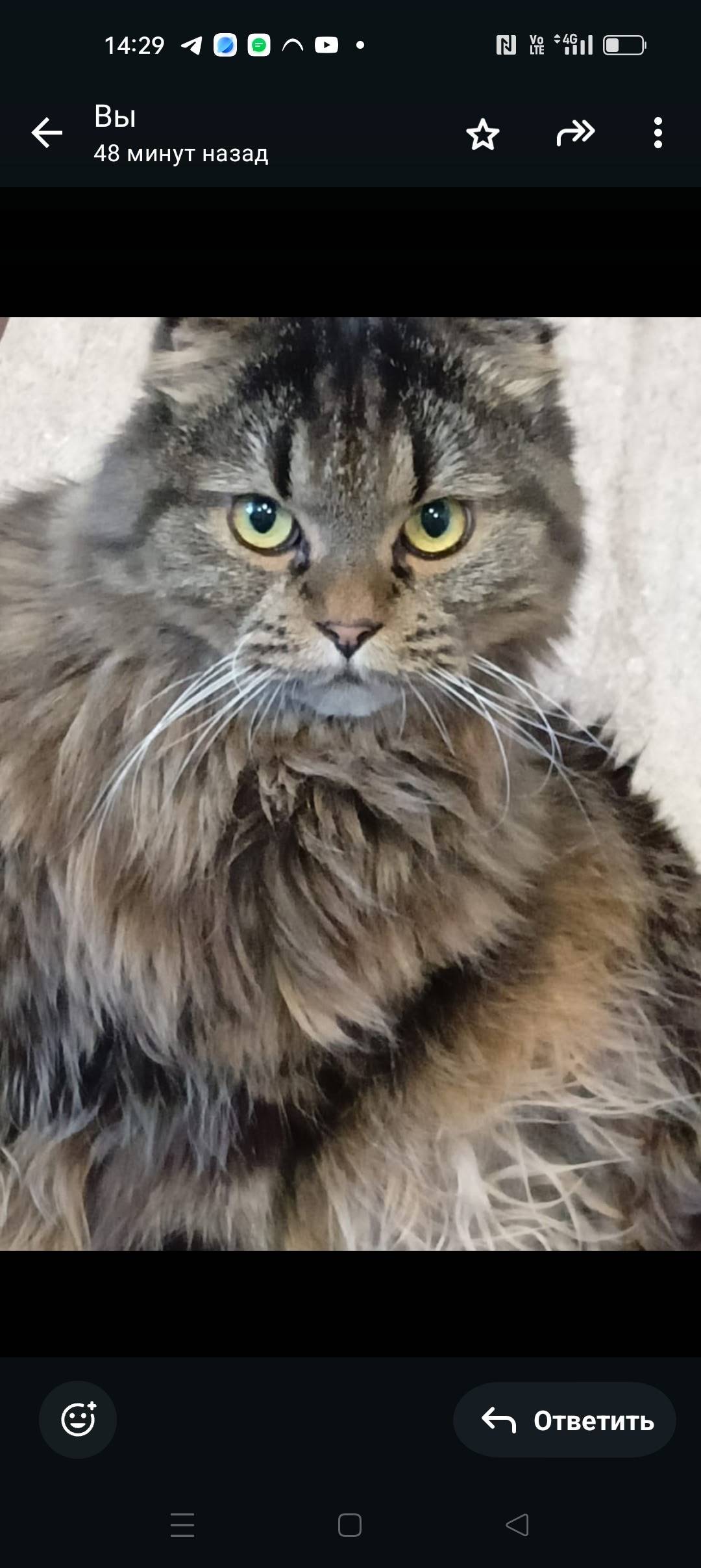 Пропал кот на улице Авдеева д7...