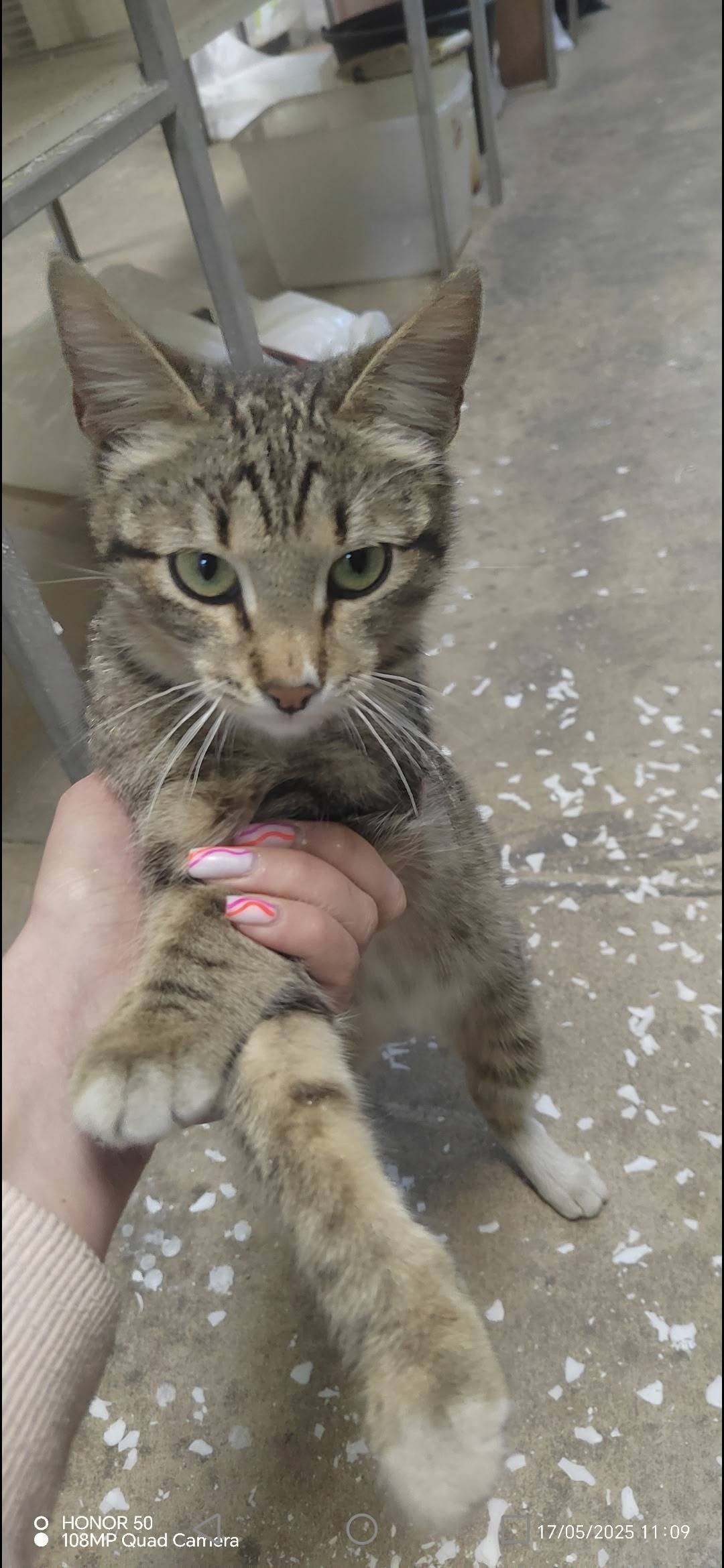 Пропала кошка в Климовске на к...