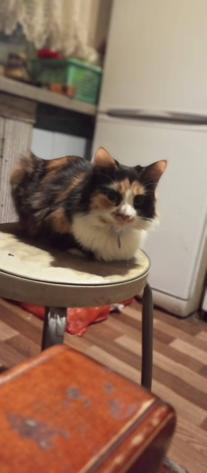 🆘🆘🆘Пропала кошка на горном , о...