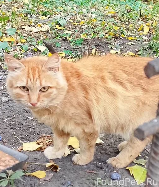 Вот такие котики красивые нахо...