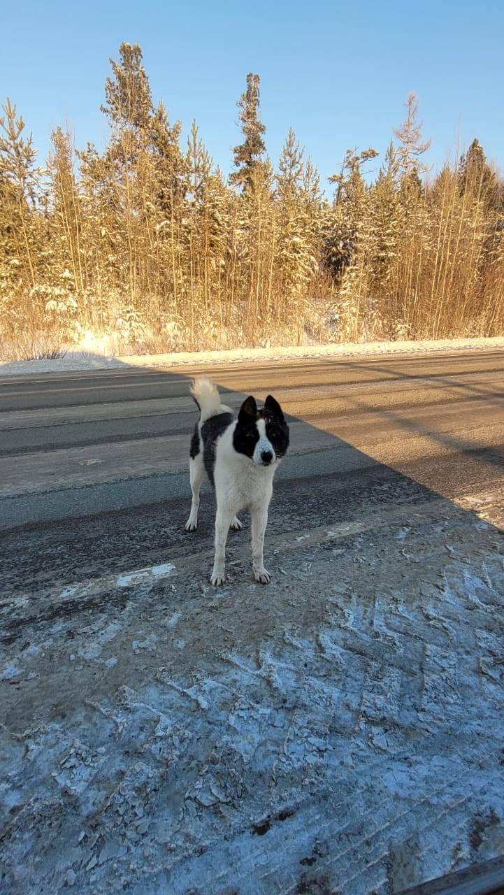 Здравствуйте! На трассе Нягань...