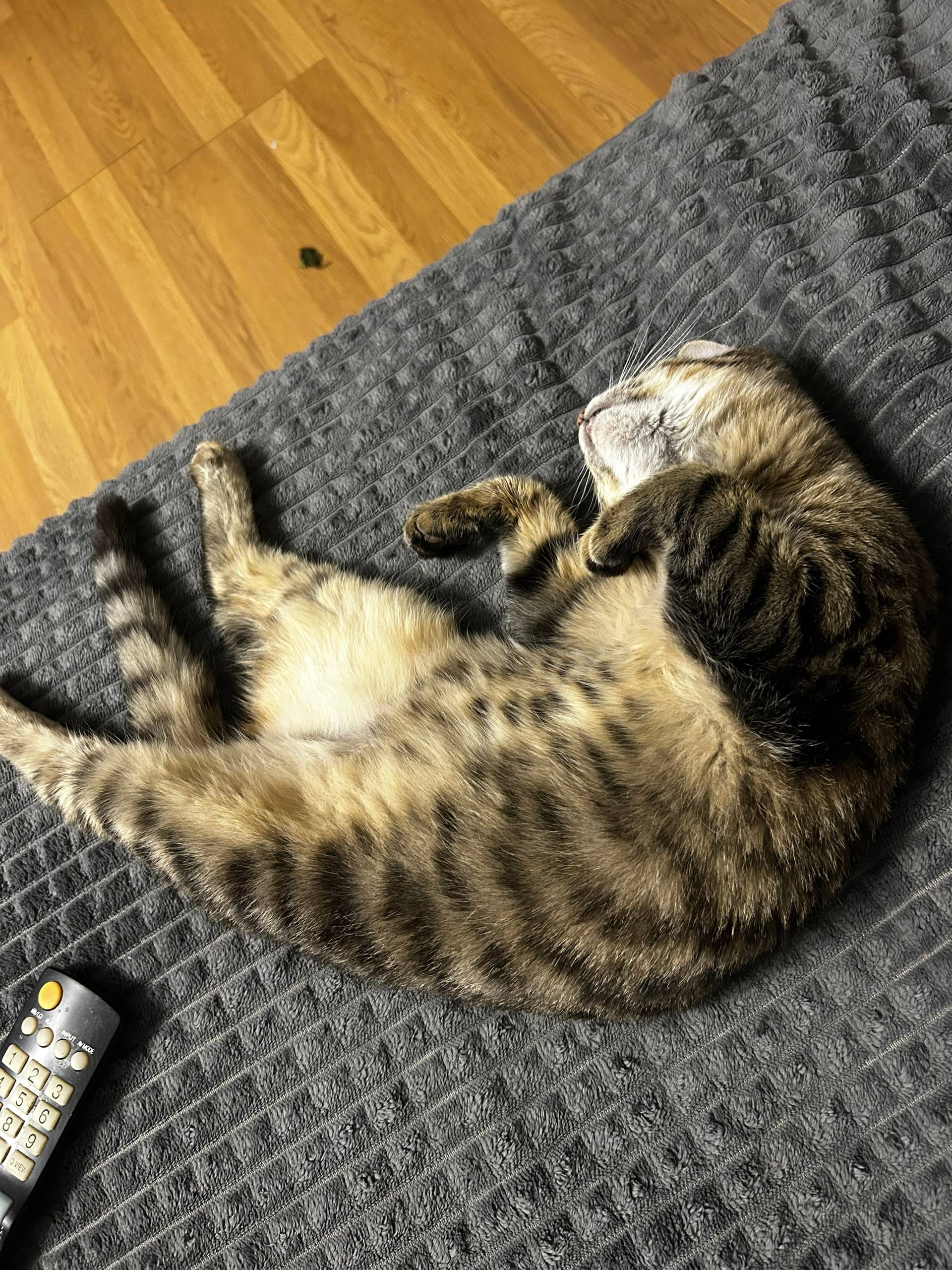 Пропал кот по кличке Кузя Райо...