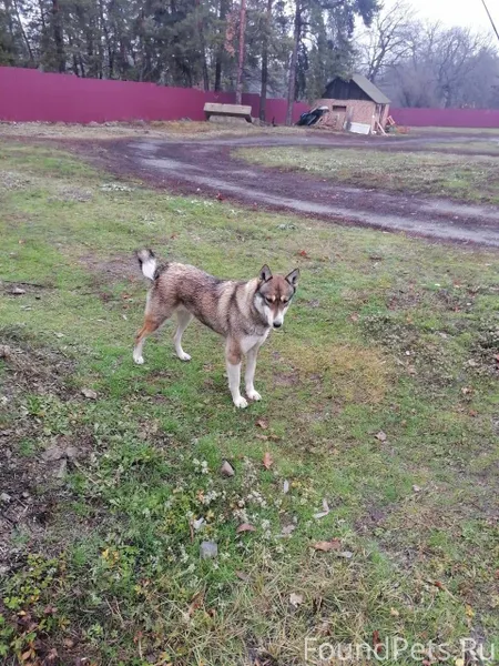 В поселке Водострой на террито...