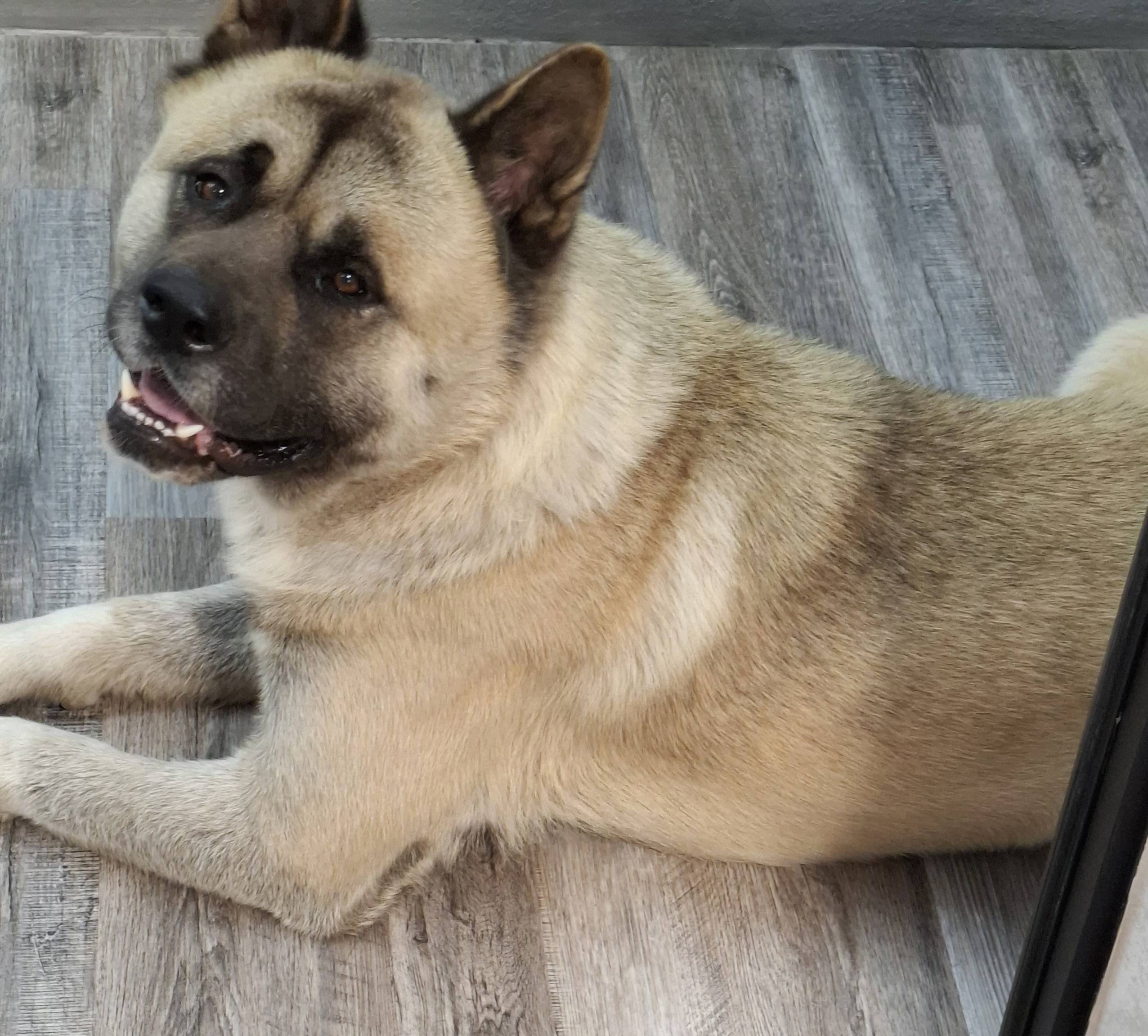 Пропала собака, Американская а...