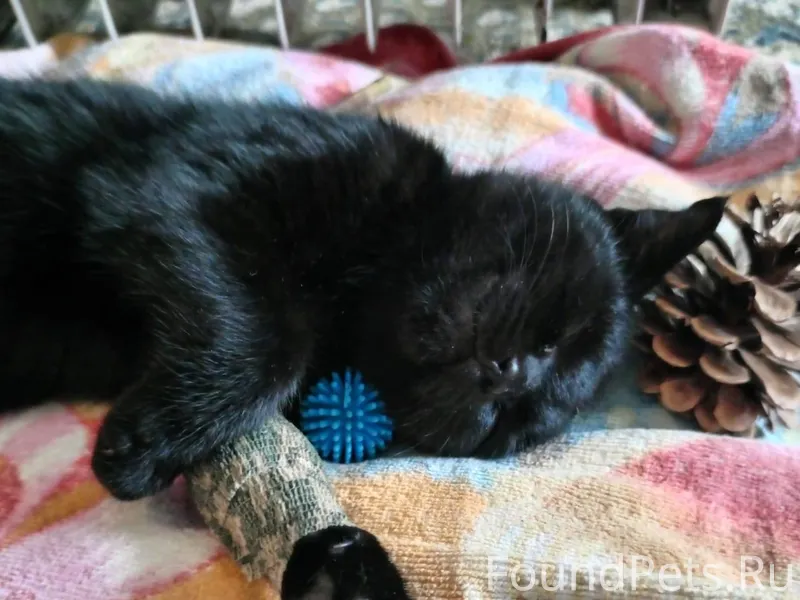 Кошка с тяжелым прошлым... Заш...