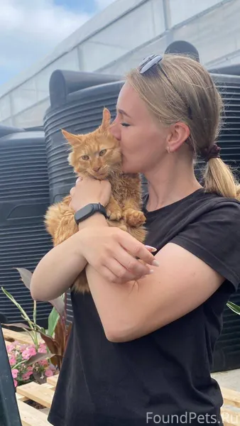 ПОТЕРЯЛСЯ ЛЮБИМЧИК🐱 Недалеко о...