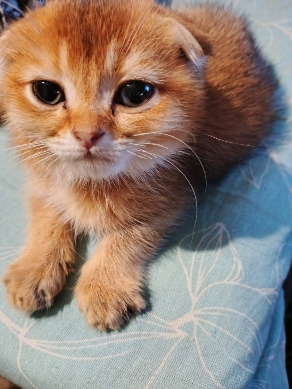 Пропал шотландский вислоухий к...