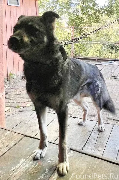 13.11. потерялась собака!