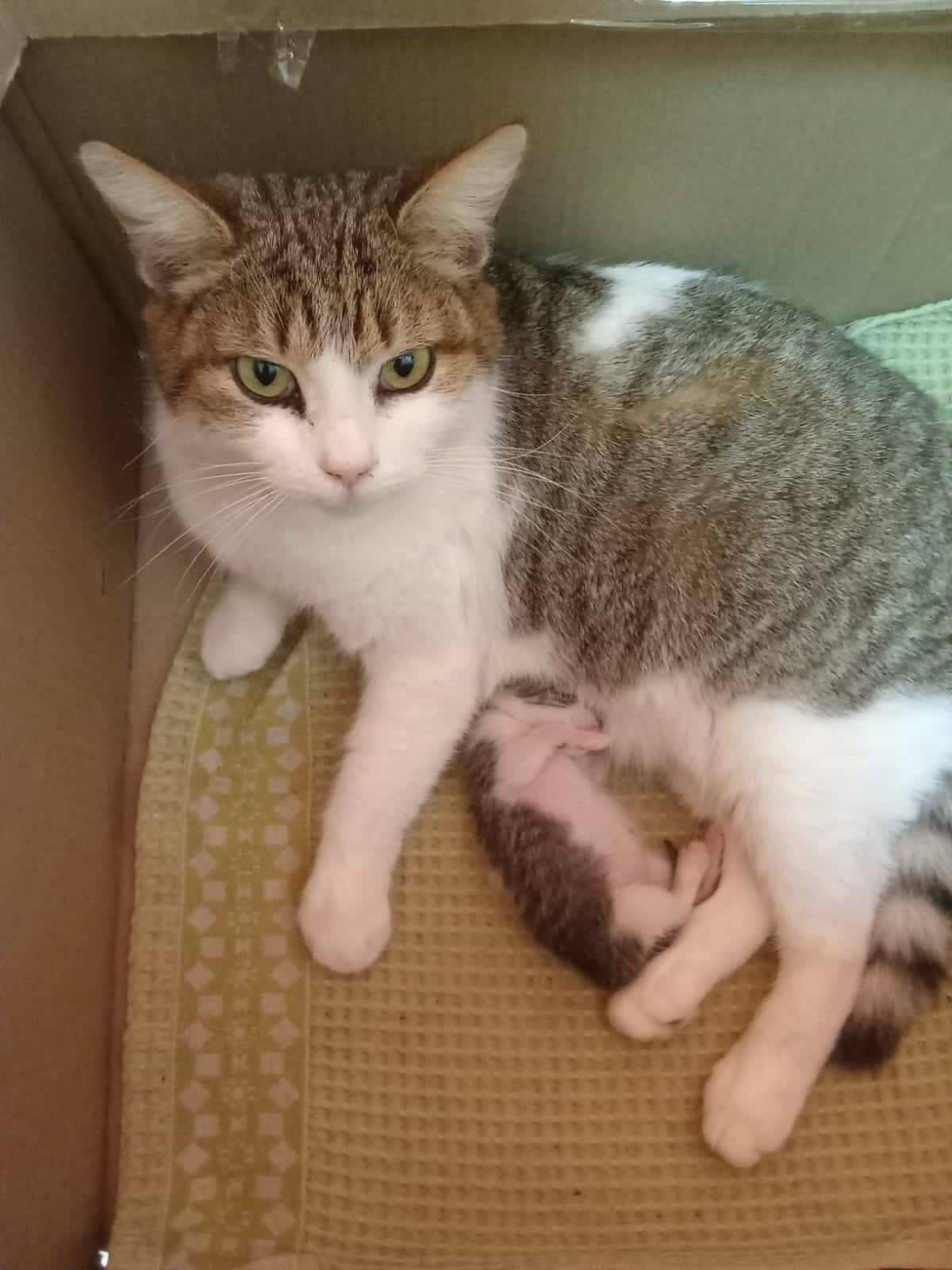 Пропала кошка Тиша 6 дней наза...