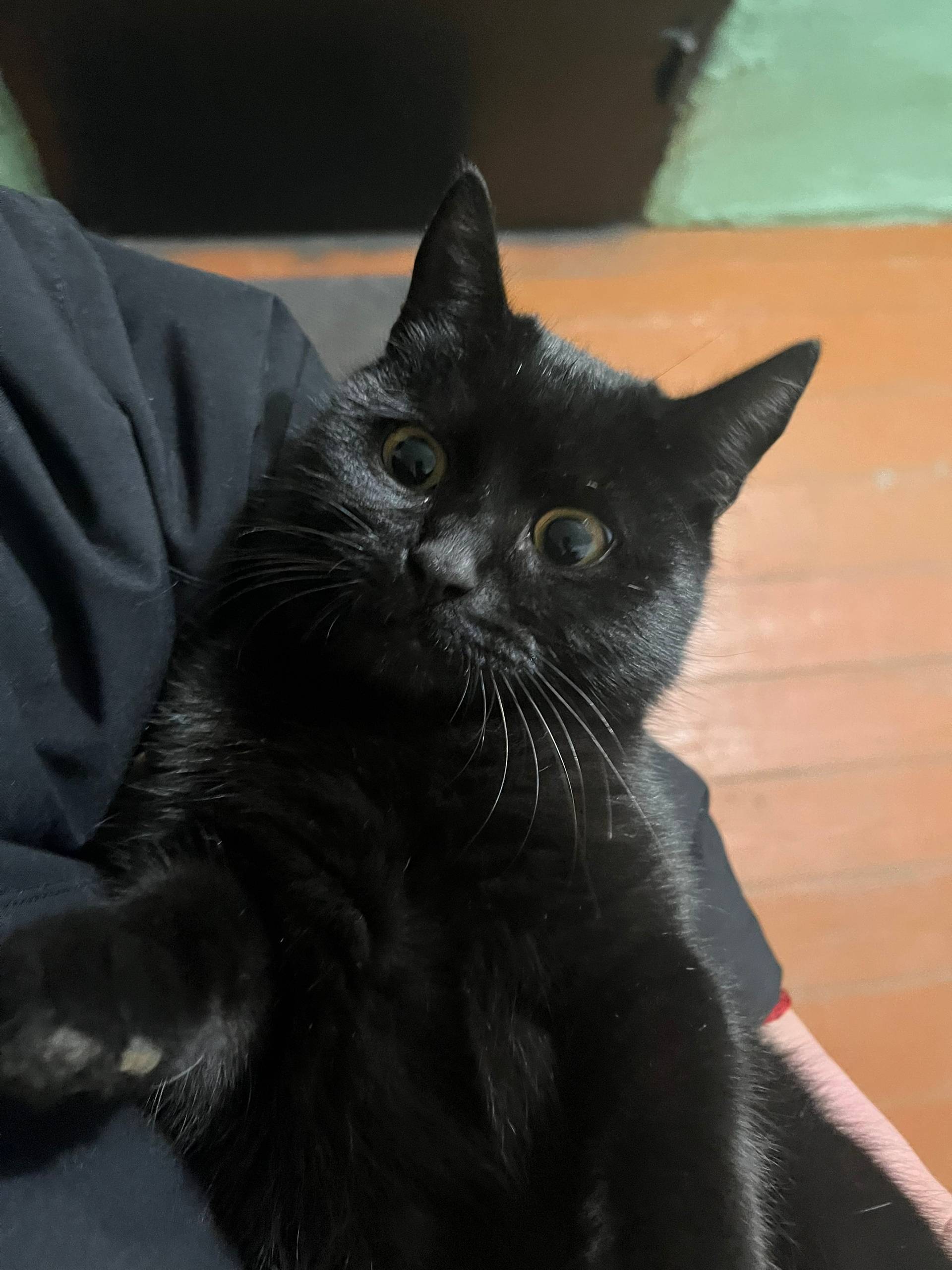 Пропал кот, Зелёный ошейник,3 ...