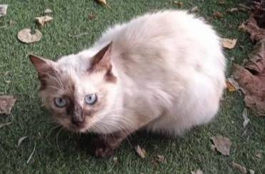 Добрый вечер! Пропала кошка Со...