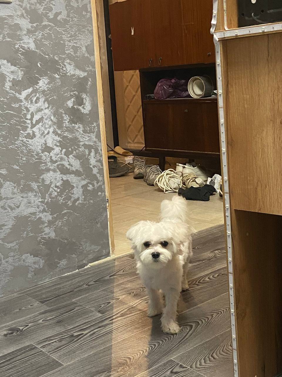 !!!!!!ПРОПАЛА СОБАКА!!!! Пород...