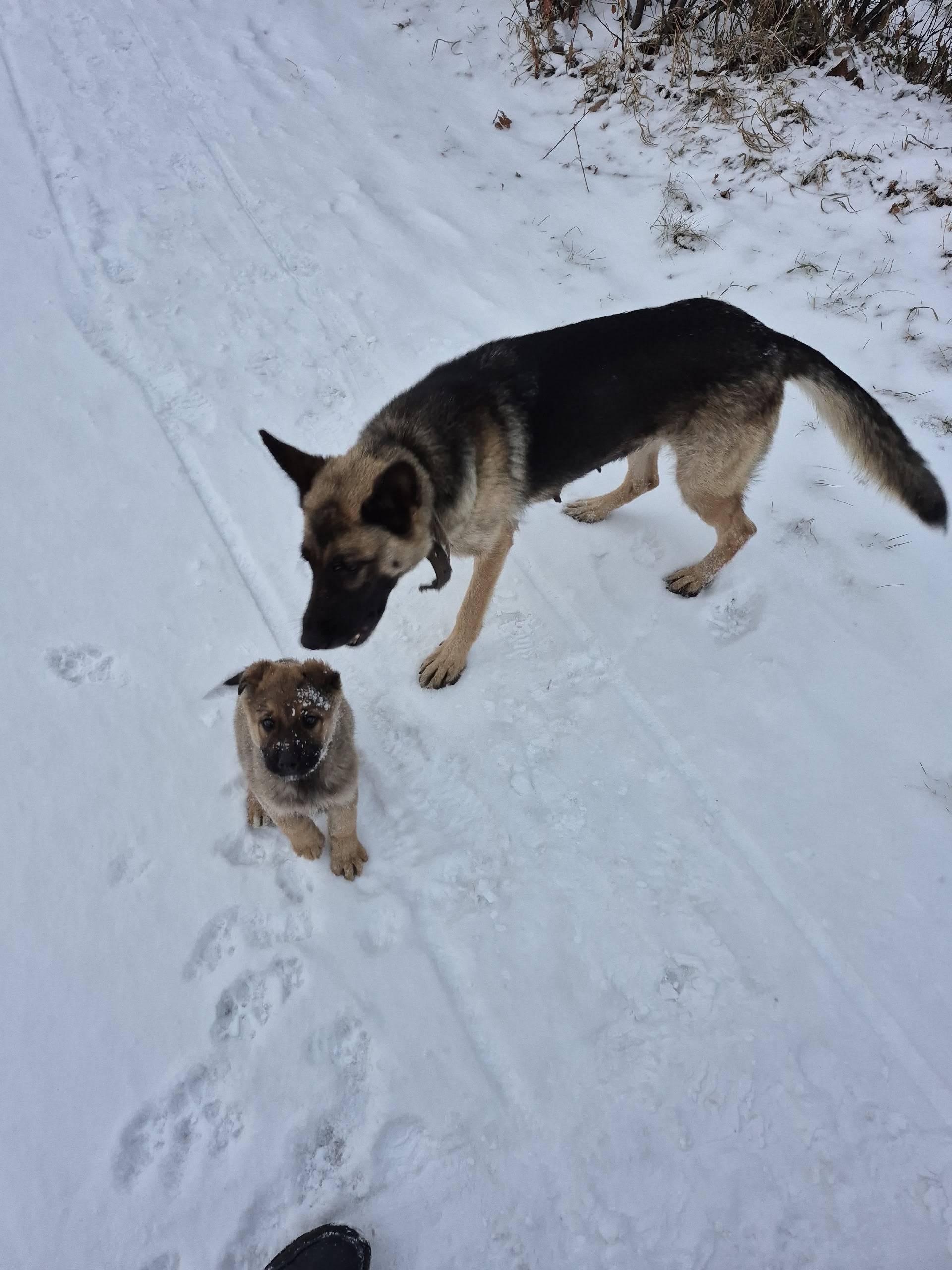 На проспекте центральном бегае...