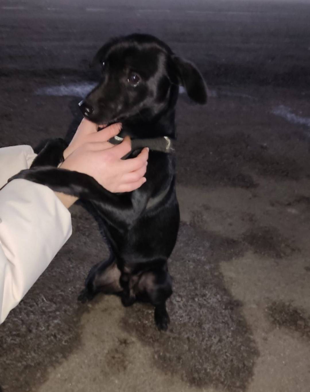 Первомайская 51Б собака со шле...