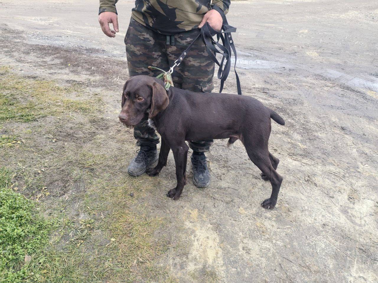 🆘 Друзья наши, подписчики и пр...