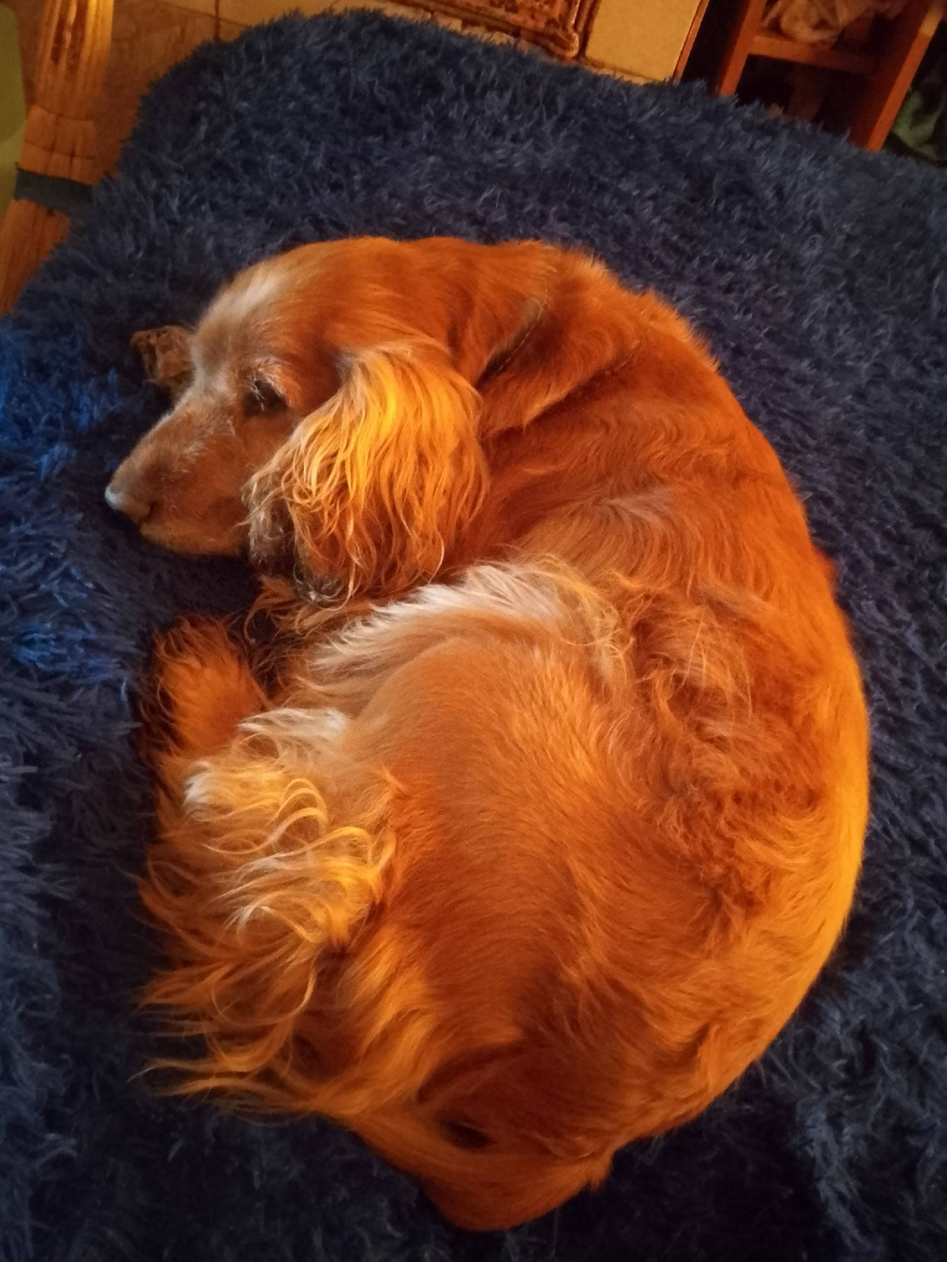 Пропала собака по кличке Тима,...