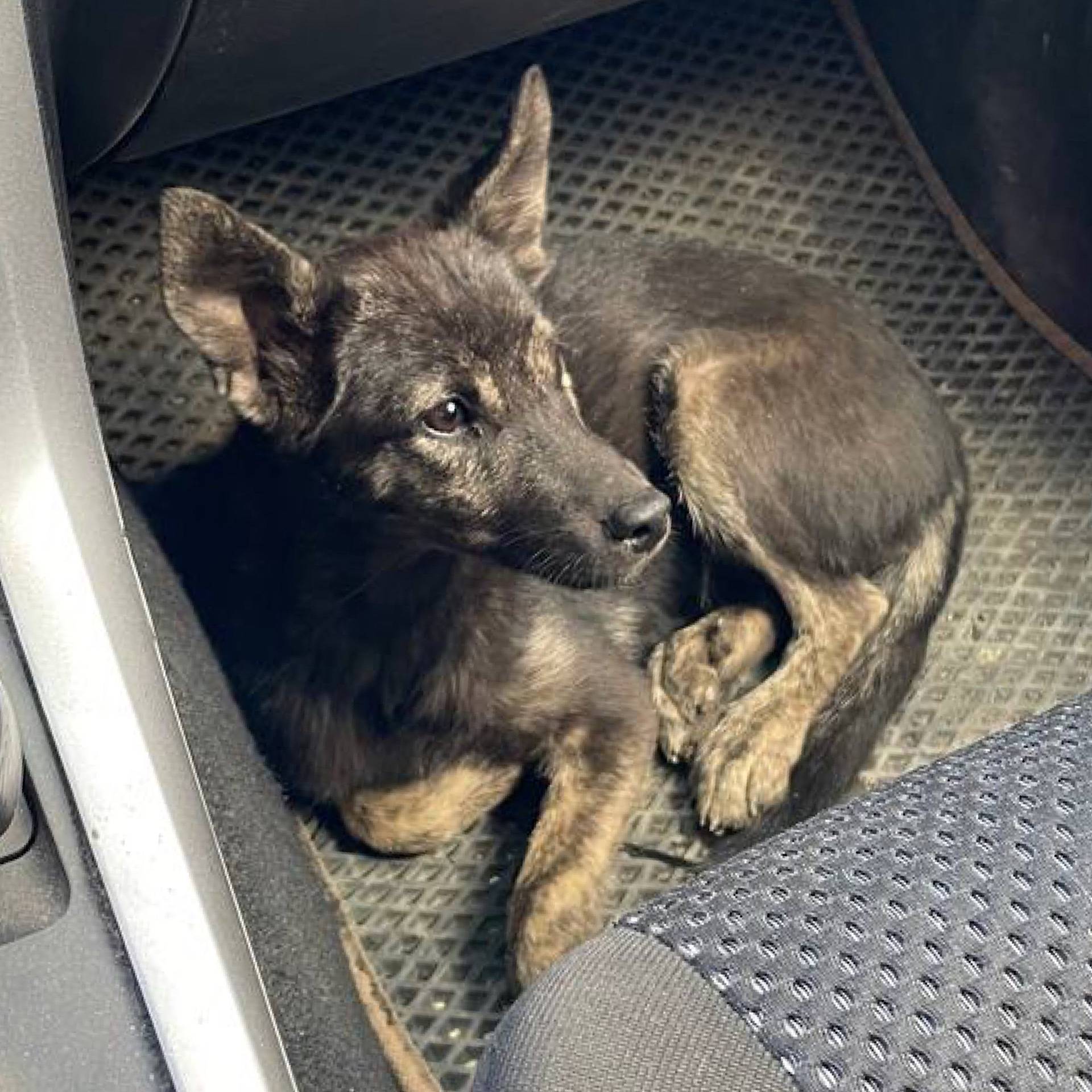 🆘🆘🆘 ВНИМАНИЕ ТАЛНАХ❗️ ПОМОГИТЕ...