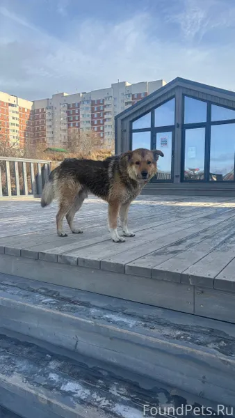 Чей пес!!! Бегает по набережно...