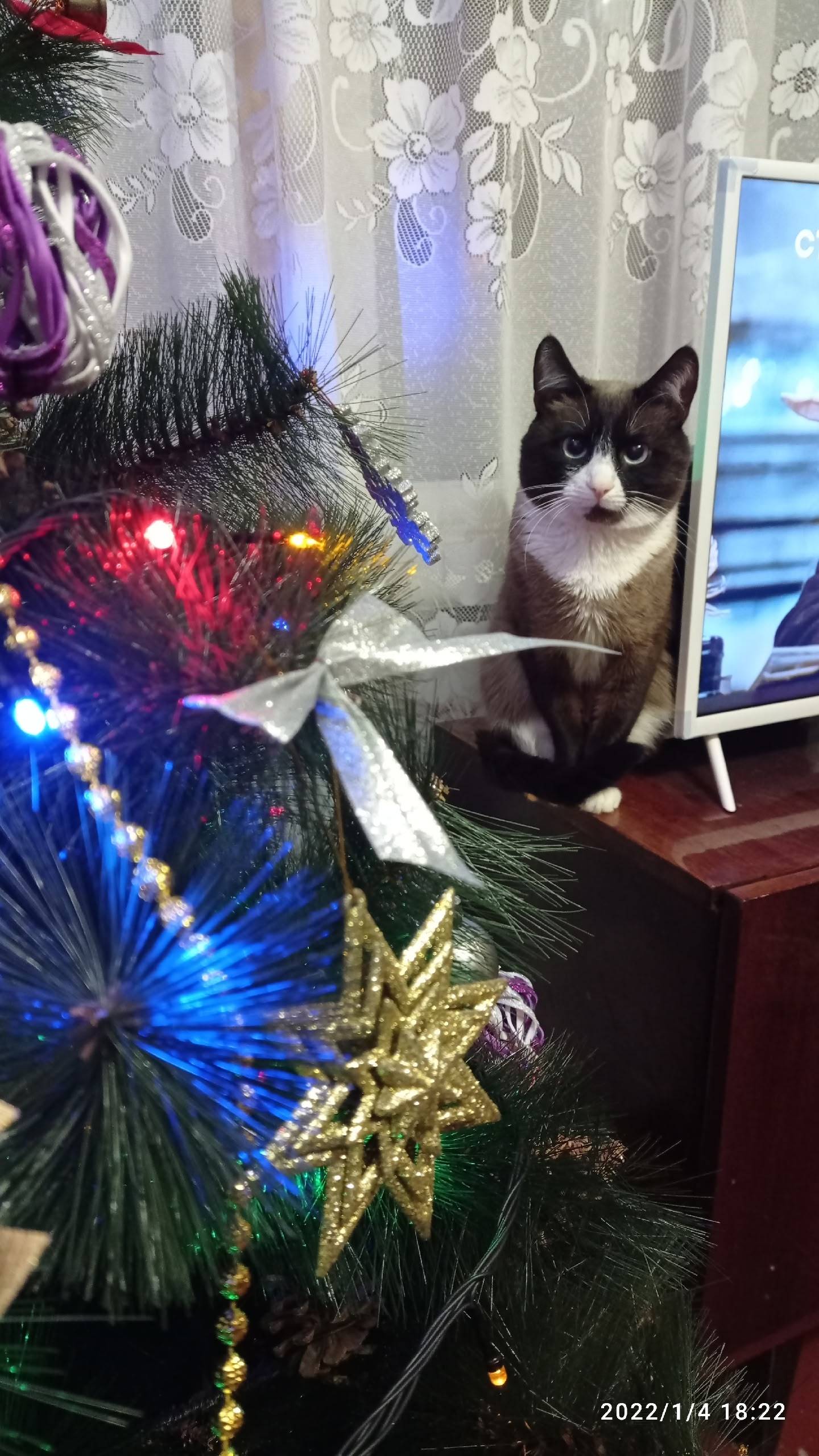 Пропал кот, Сёма. Глаза голубы...