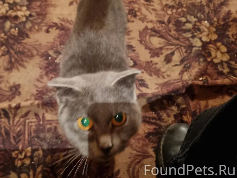 Чей потеряшка?? Нашли породист...