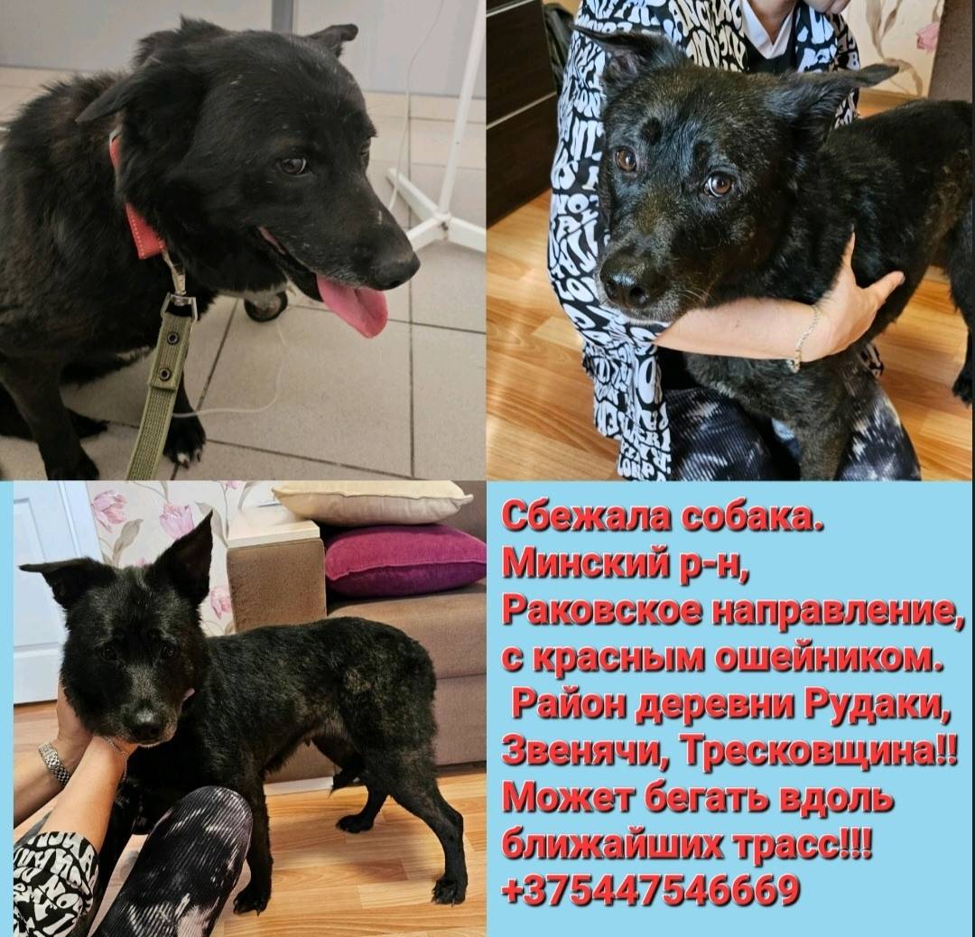 Сбежала собака. Минский район,...