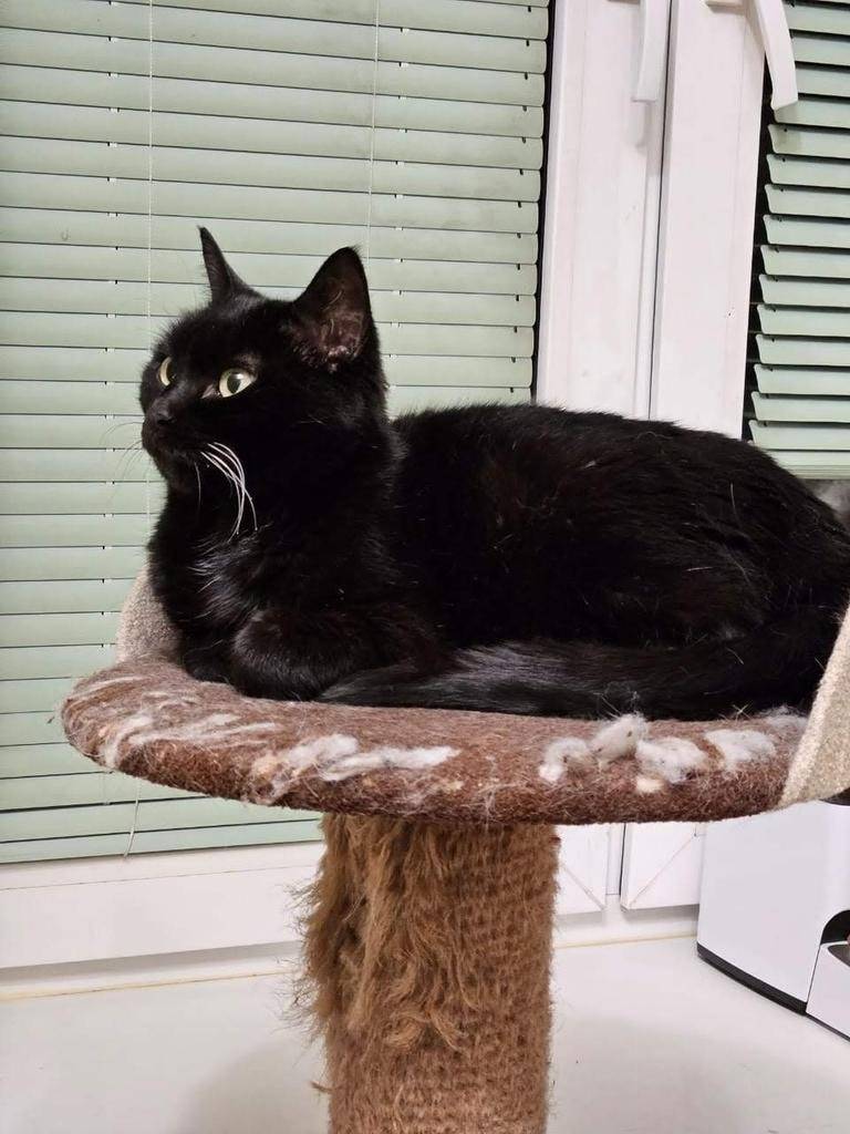 У нашей семьи пропал член семь...