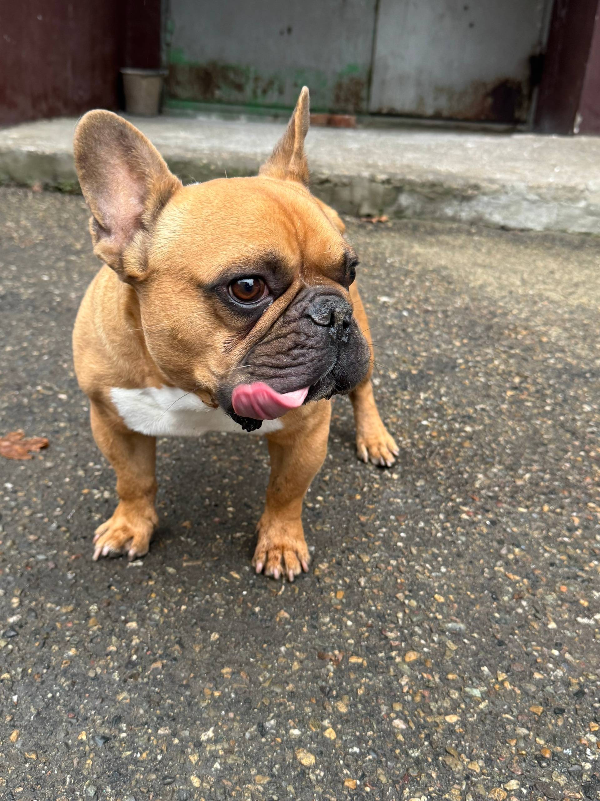 Армавир. Район Родина. Бегает ...