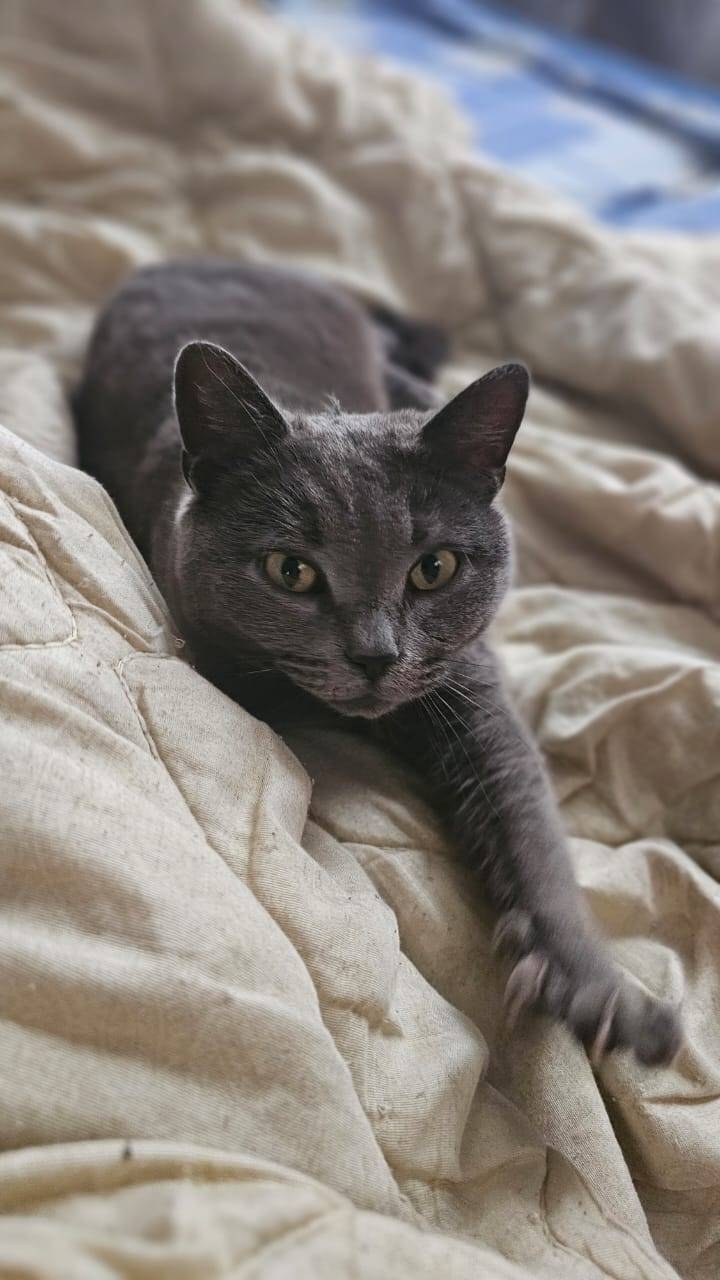 Пропала кошка на Гибнера.Брита...