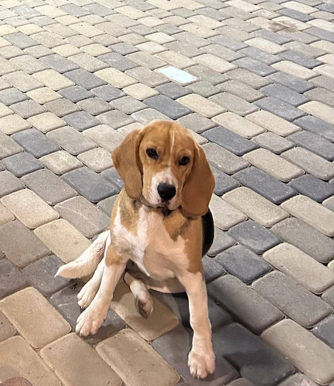 Ахтырский, пропала собака. Есл...