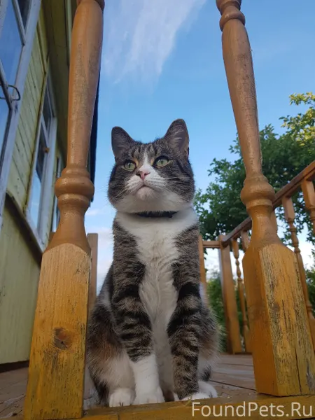 11.12.25 Пропал кот Тишка...