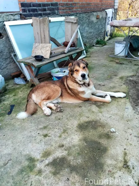 Ищем хозяина. Приблудился пес,...