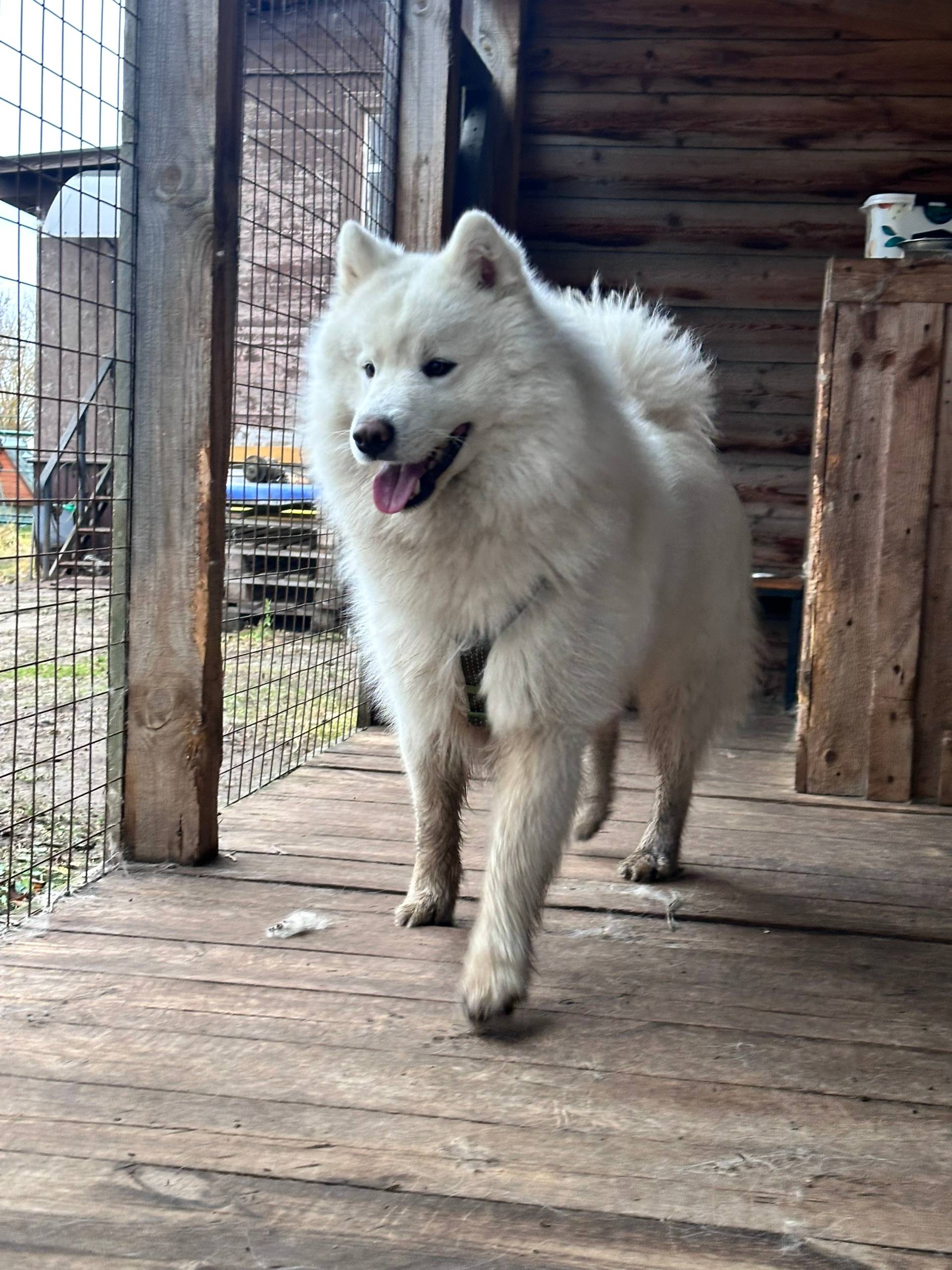 Найдена собака Самоед . На ули...
