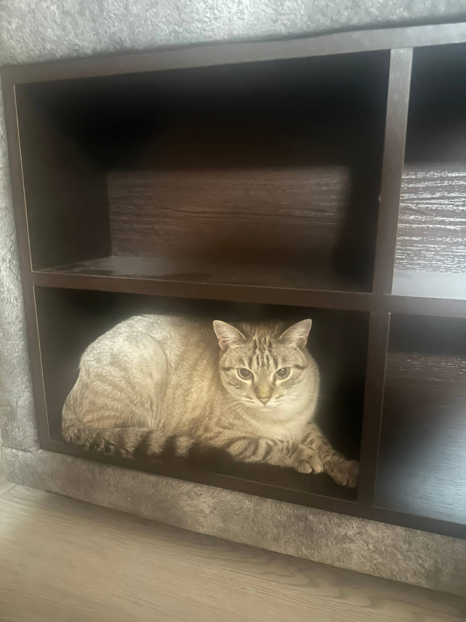 Пропала кошка в районе Паруса....