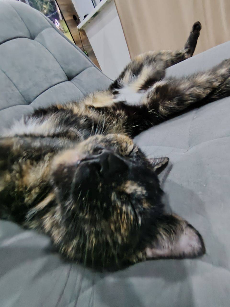 Пропала кошка