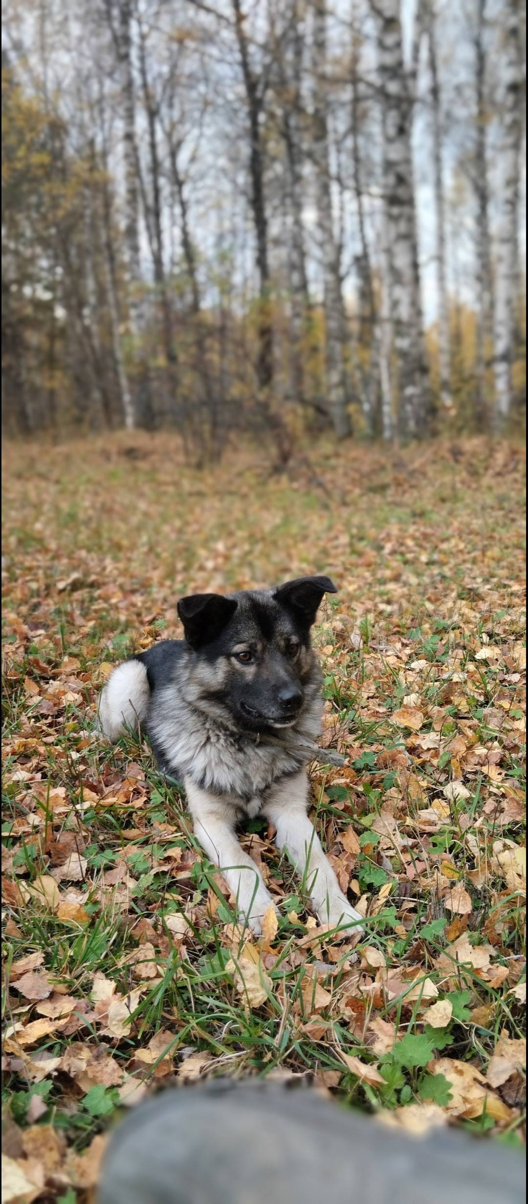 Помогите найти собаку потерялс...