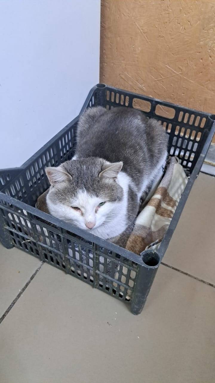 Пропал кот по кличке Вася,в...