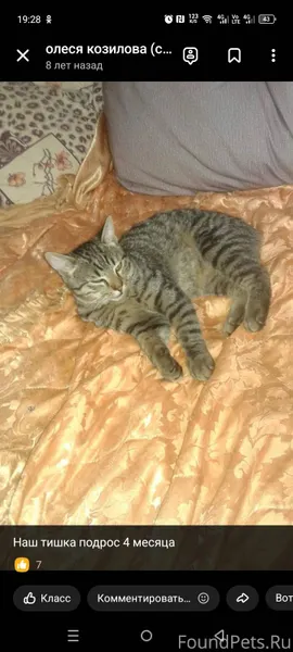 Пропал кот, в районе Красноарм...