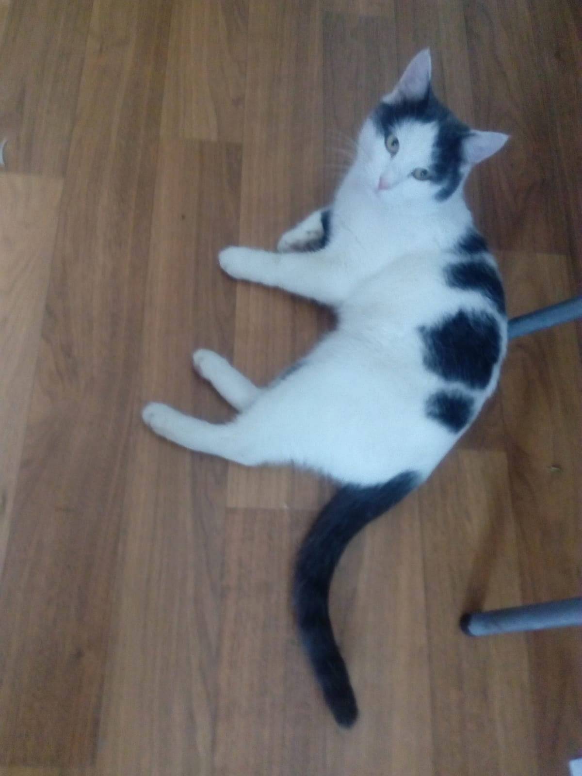 Пропал кот! Кличка - Тёпа Поте...