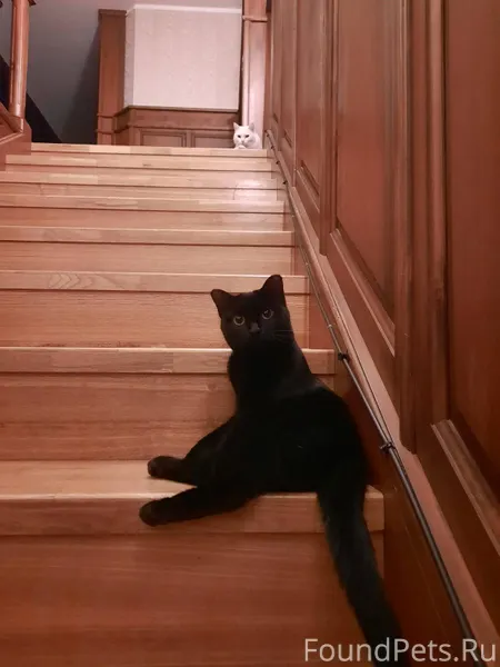 Дубровинского 52а пропала кошк...